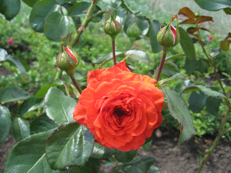 Роза салита плетистая описание фото